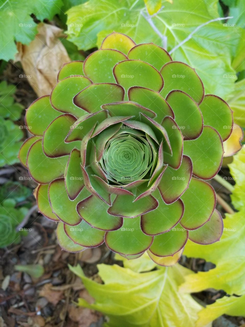 Succulent