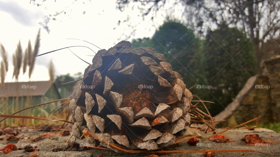 Pinecone scene