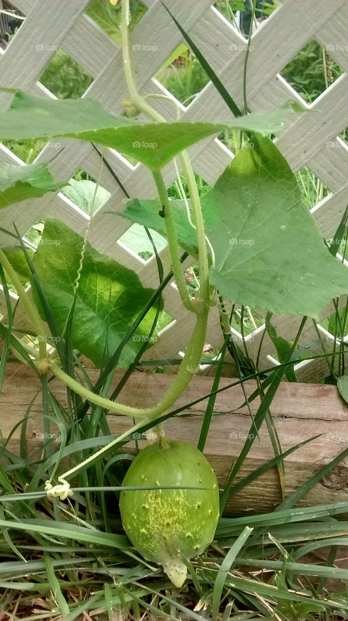 Crazy Cucumber Plant