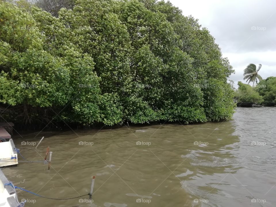 Mangrove