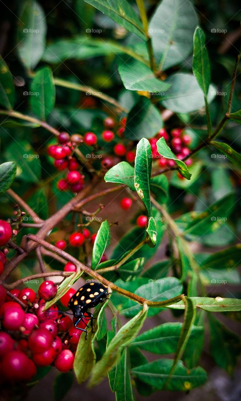 Frutinhas vermelhas. Inseto no galho
