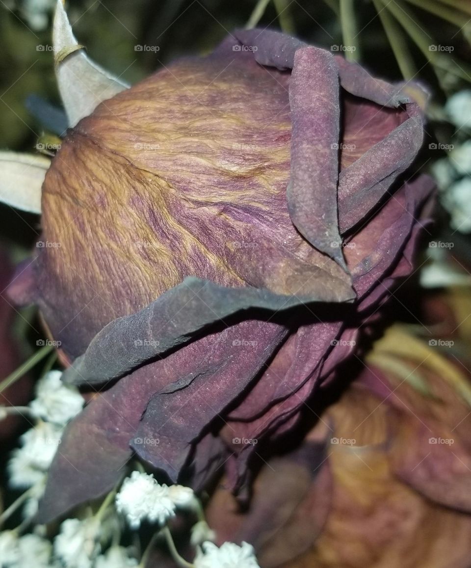 Unique dry rose