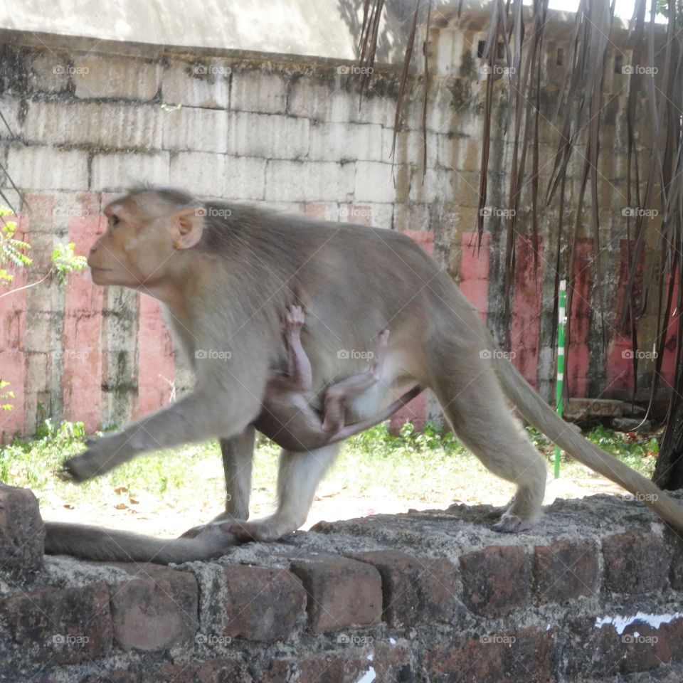 monkey and kid in India