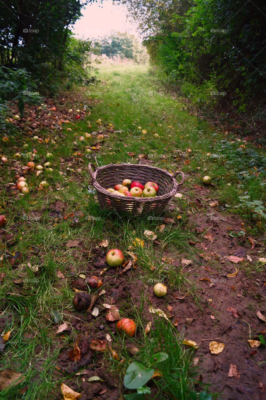 Autumn apples 