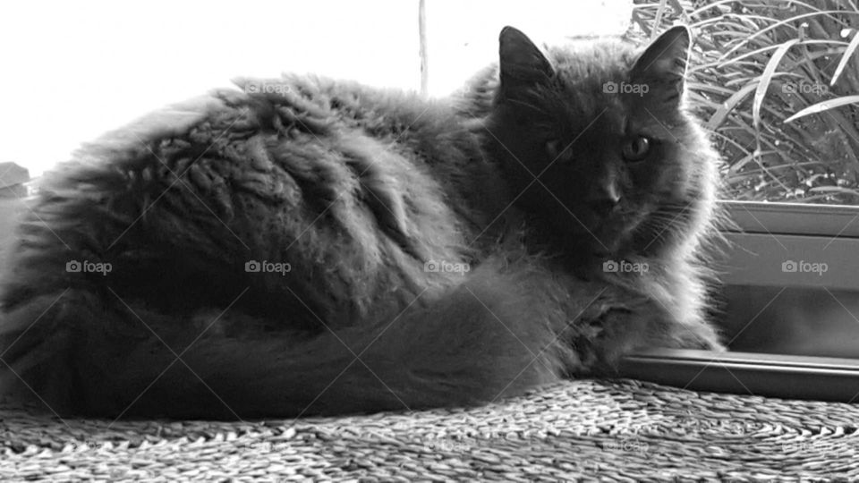 sabastian. Gray cat