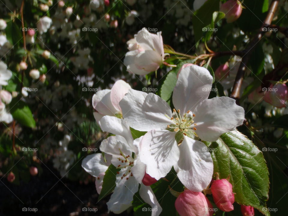 Apple blossom. Apple blossom 