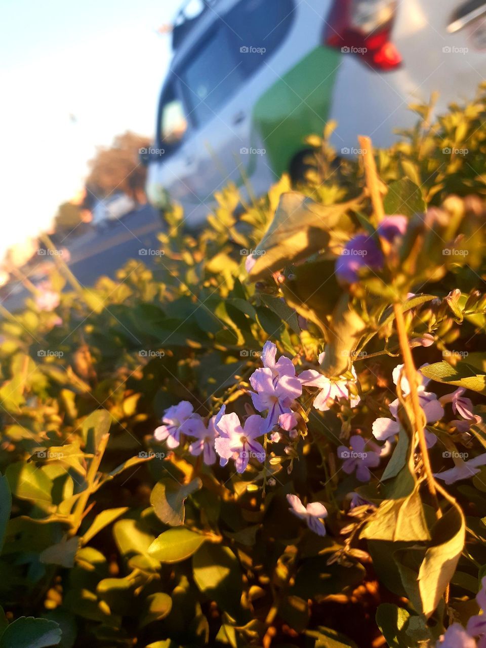 Description:
A close-up shot of small purple flowers surrounded by green leaves under warm natural sunlight. The background features a blurred car and street, creating a bokeh effect that emphasizes the vibrant foreground.