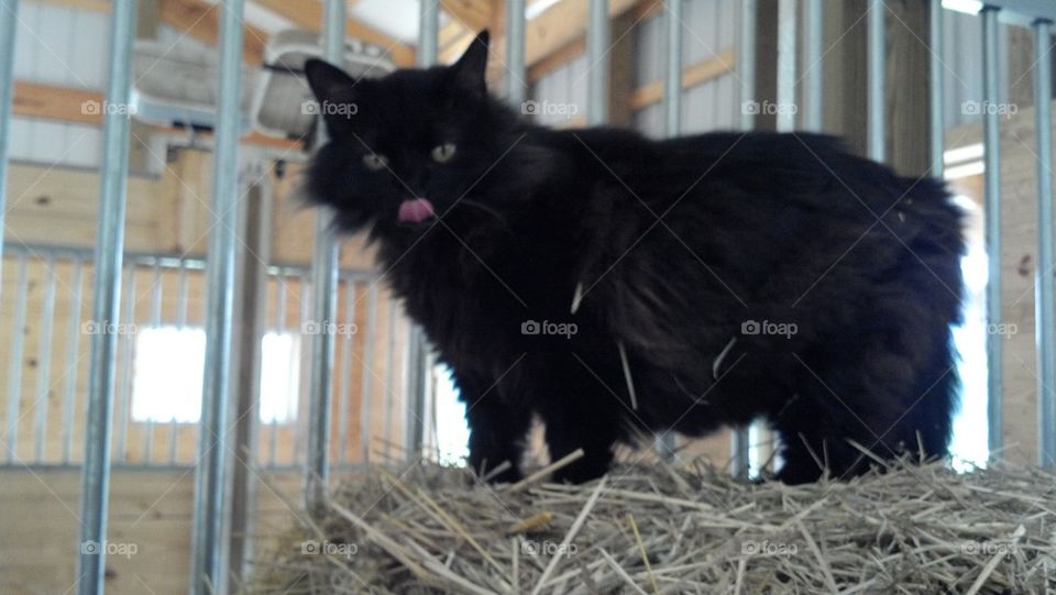 black cat in barn