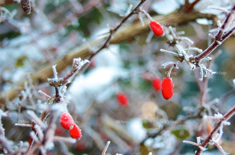 Close-up of frozen rose hips in winter