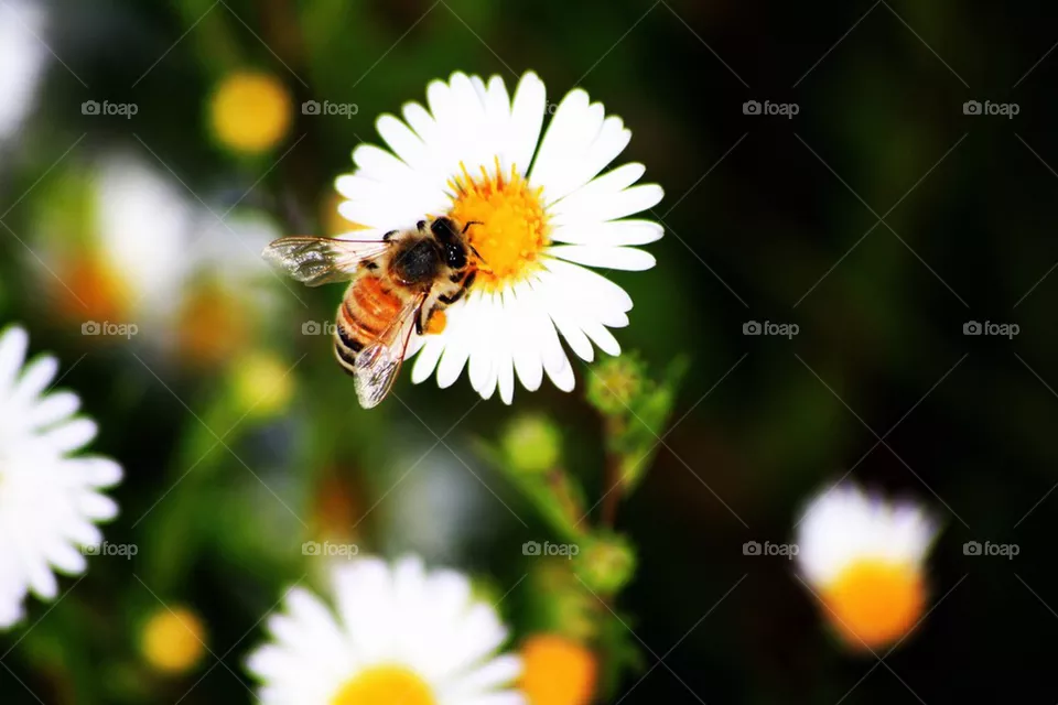 Daisy Day