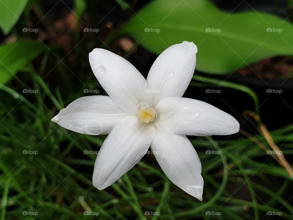 beautiful flowers in my garden