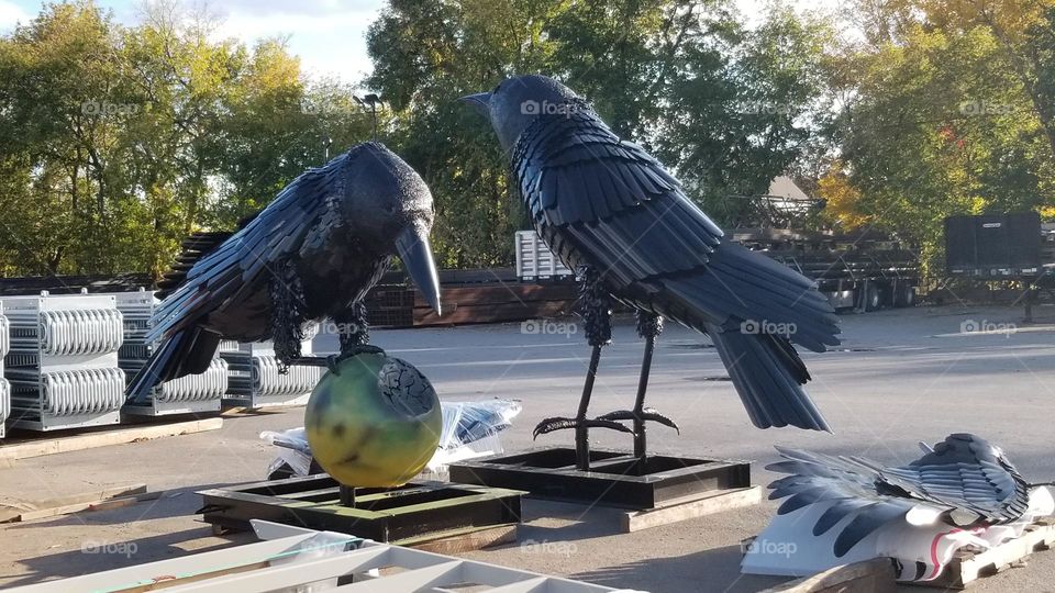 Giant Ravens