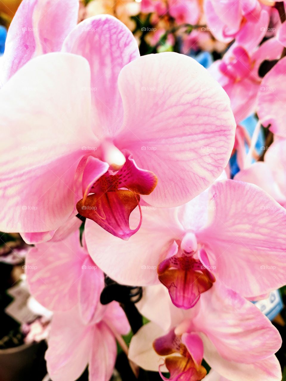 orchid