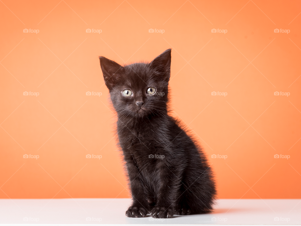 Black kitten in a orange background