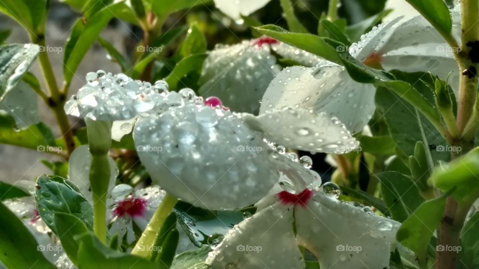 Nature, Flower, Leaf, Flora, Closeup