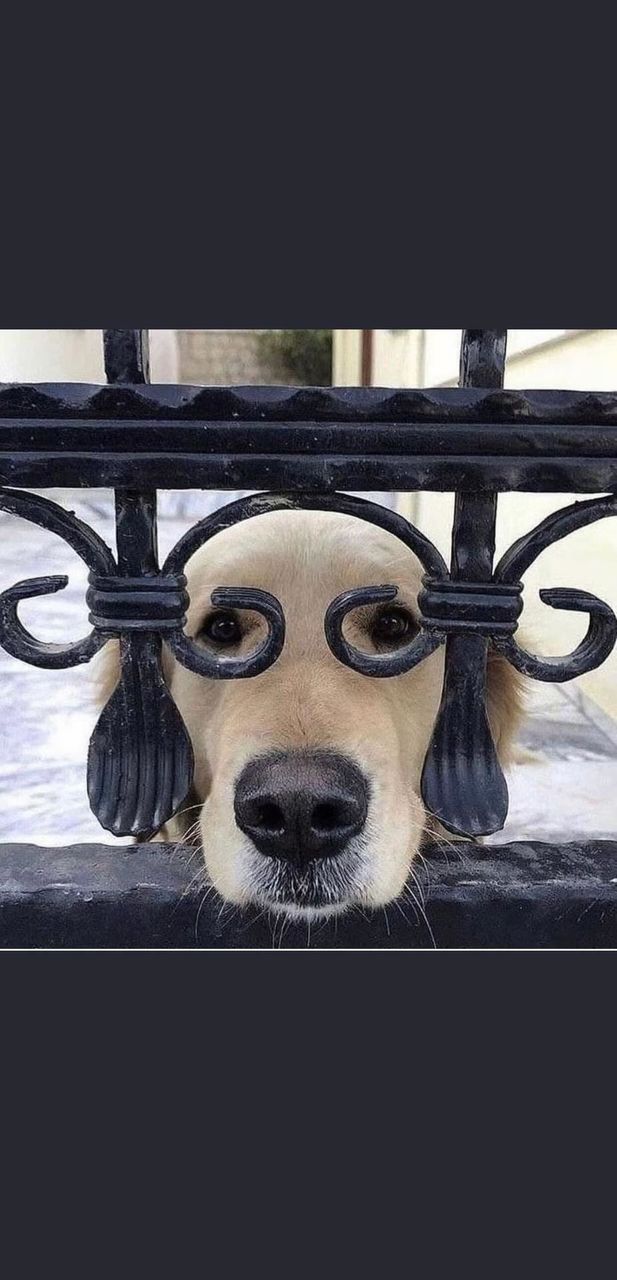 Silly Dog