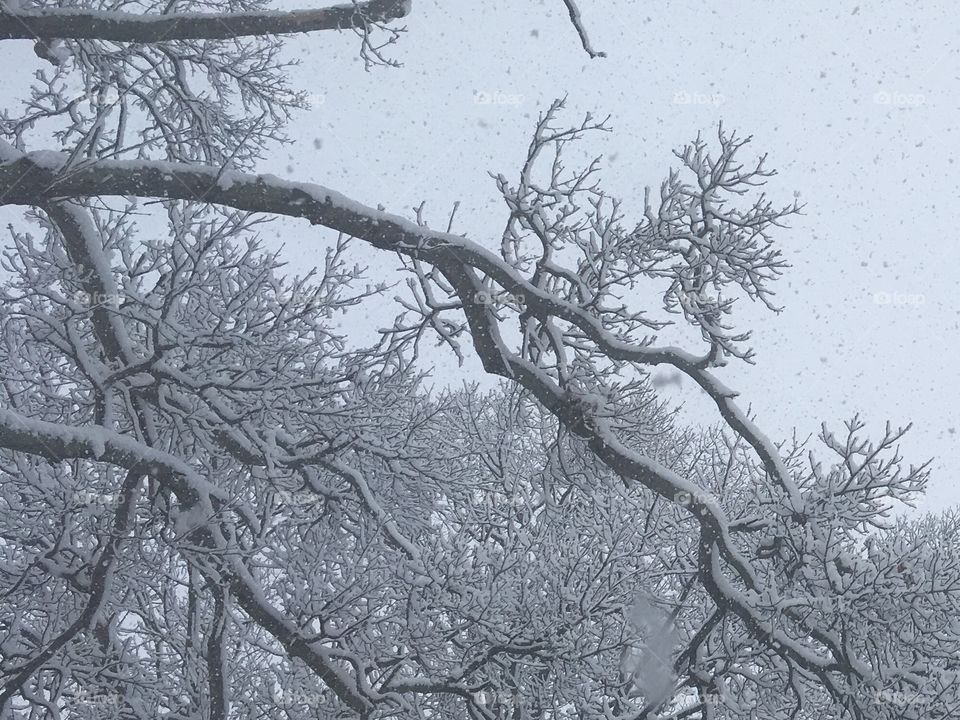 Tree Branch in Winter Storm-A close up of an oak tree during a snow storm.  