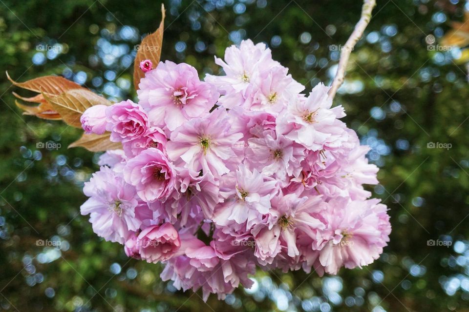 Beautiful Cherry Blossom 🌸