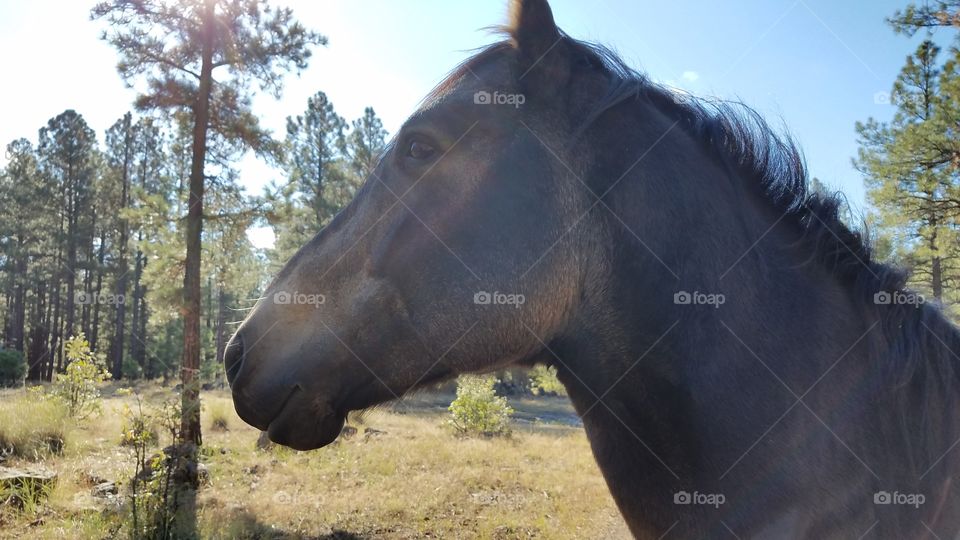horse friend