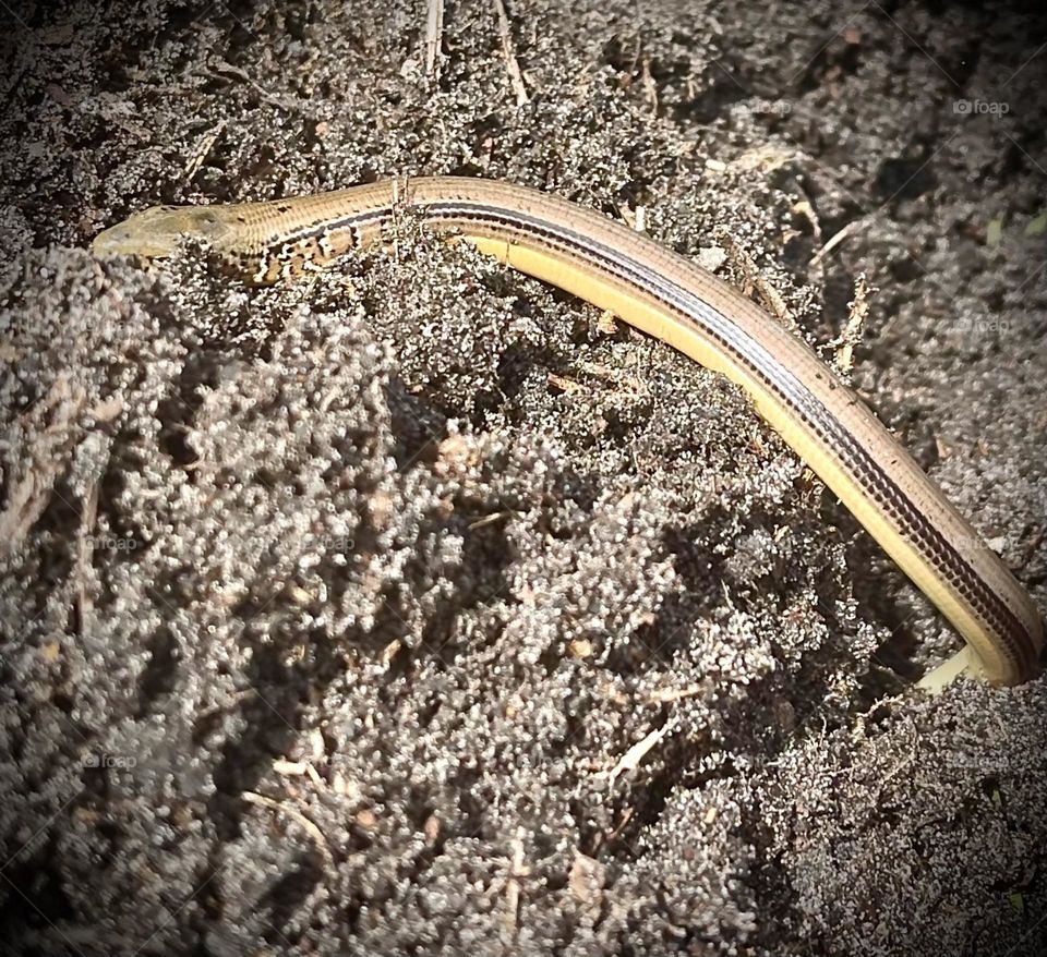 Possibly a Brahminy Blind Snake crawling out from sand in Eastern North Carolina. 