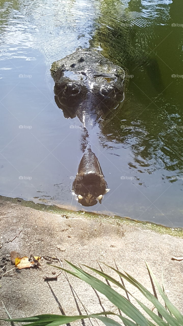 crocodile