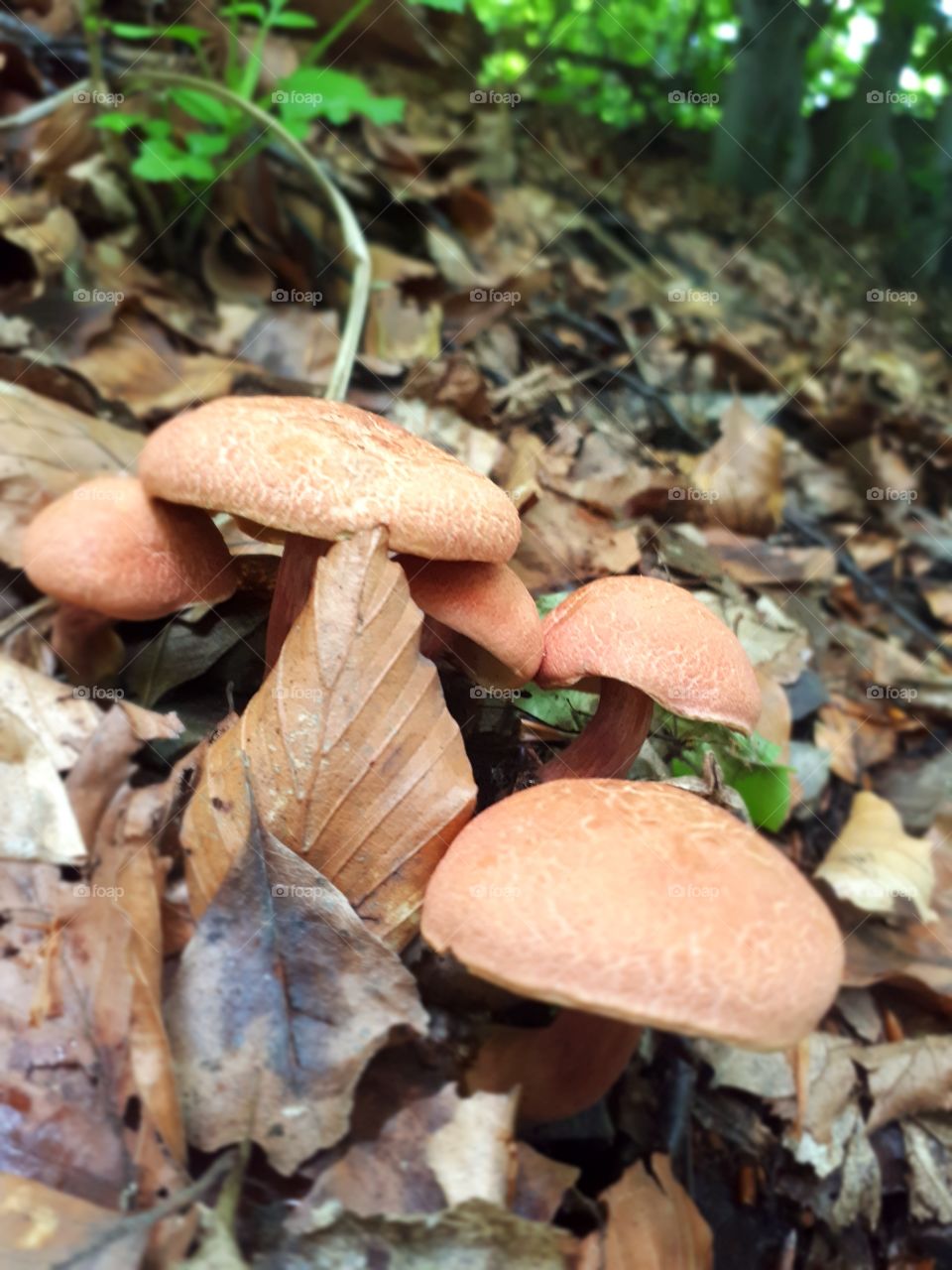 I don't know a name of this mushrooms, but i know that is a toxic mushrooms