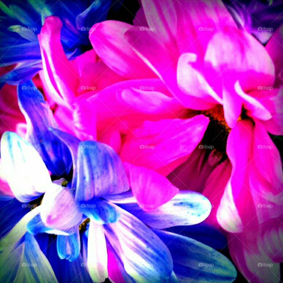 Flower, Color, Beautiful, Abstract, Decoration