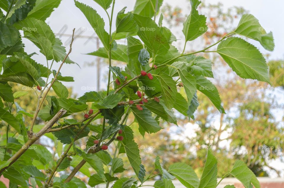 Mulberry Tree Branch