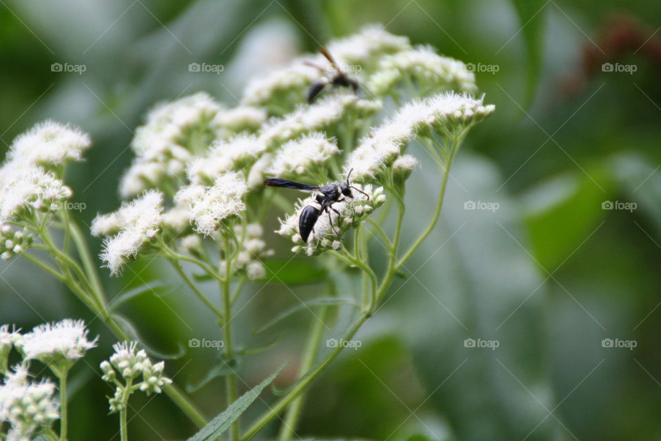 bee on flower