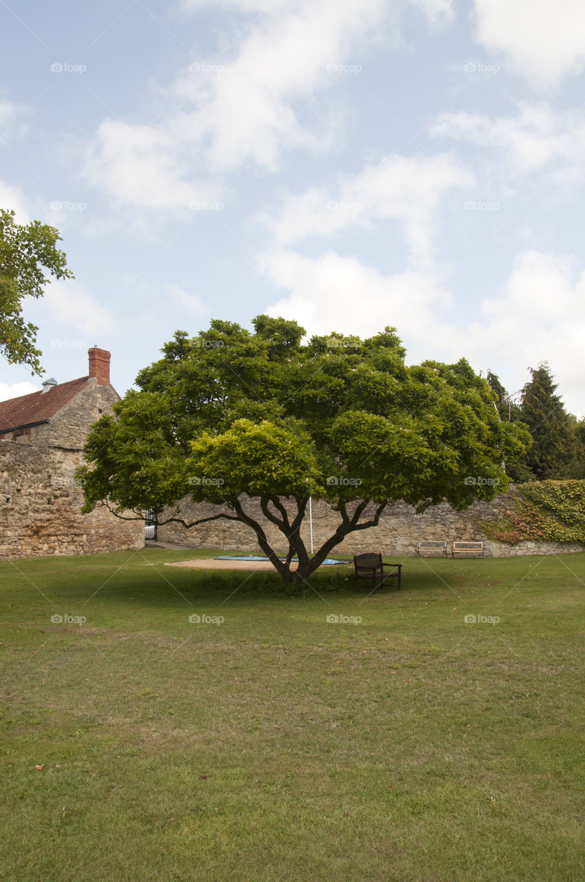 Tree, Landscape, Grass, No Person, Nature