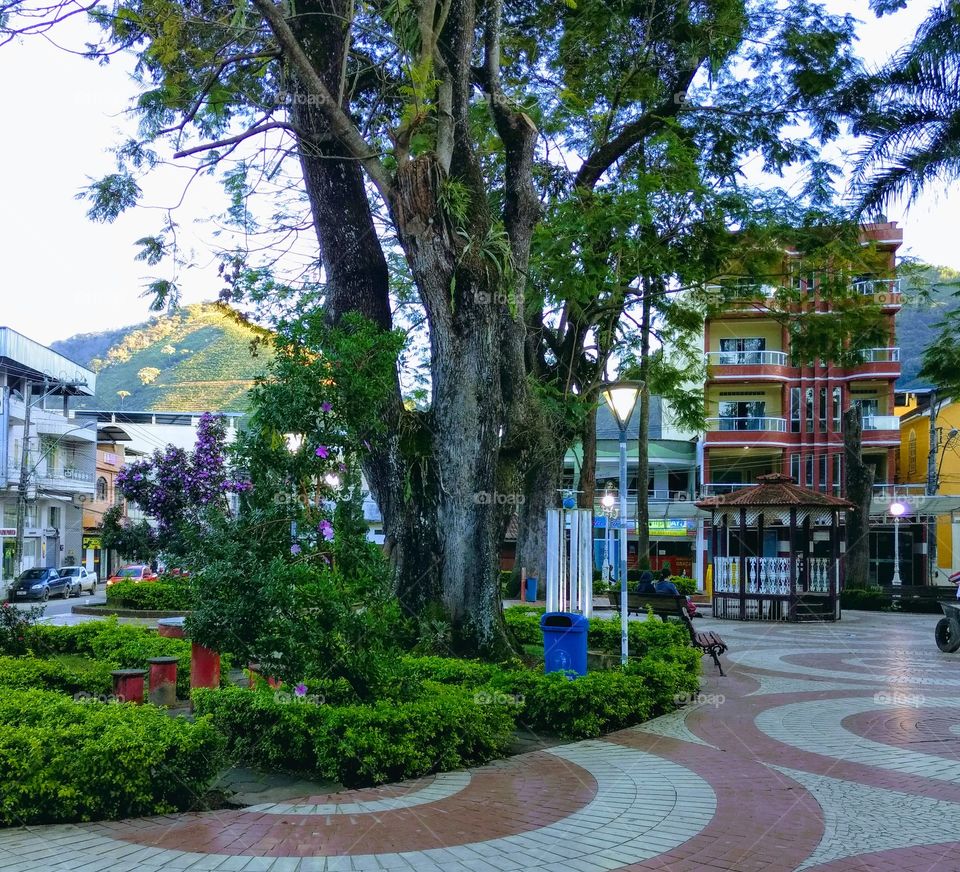 árvore na praça pública
