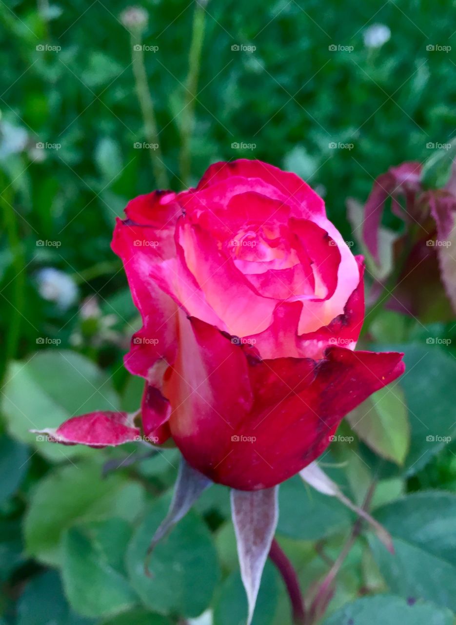 Roses forever
