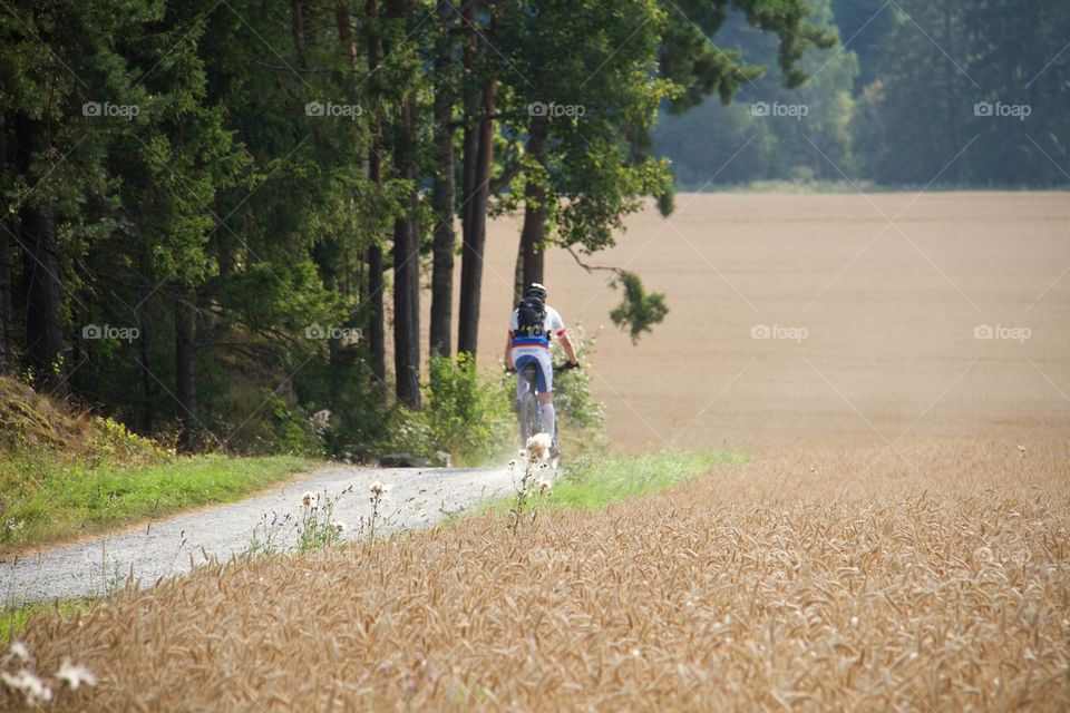 Harvesting time. Man bicycles near wheat fields 