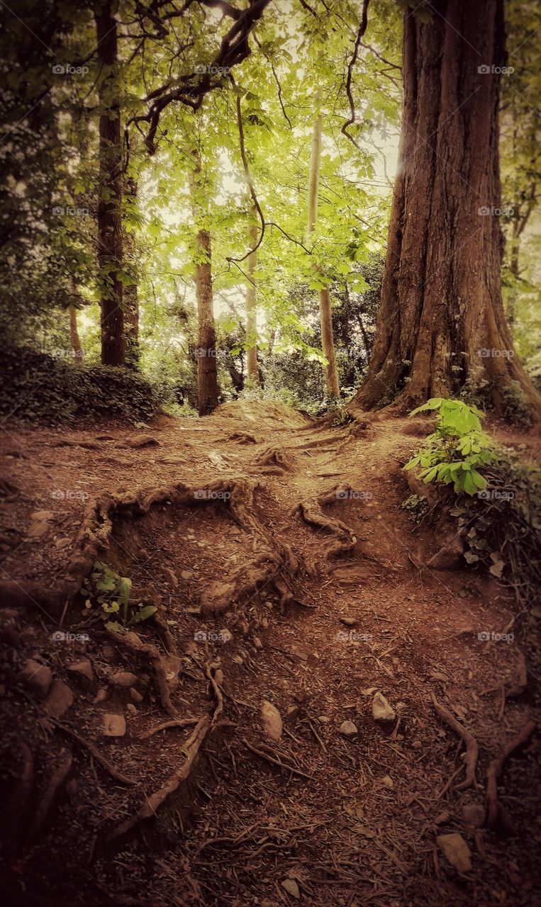 Castletown House and Park