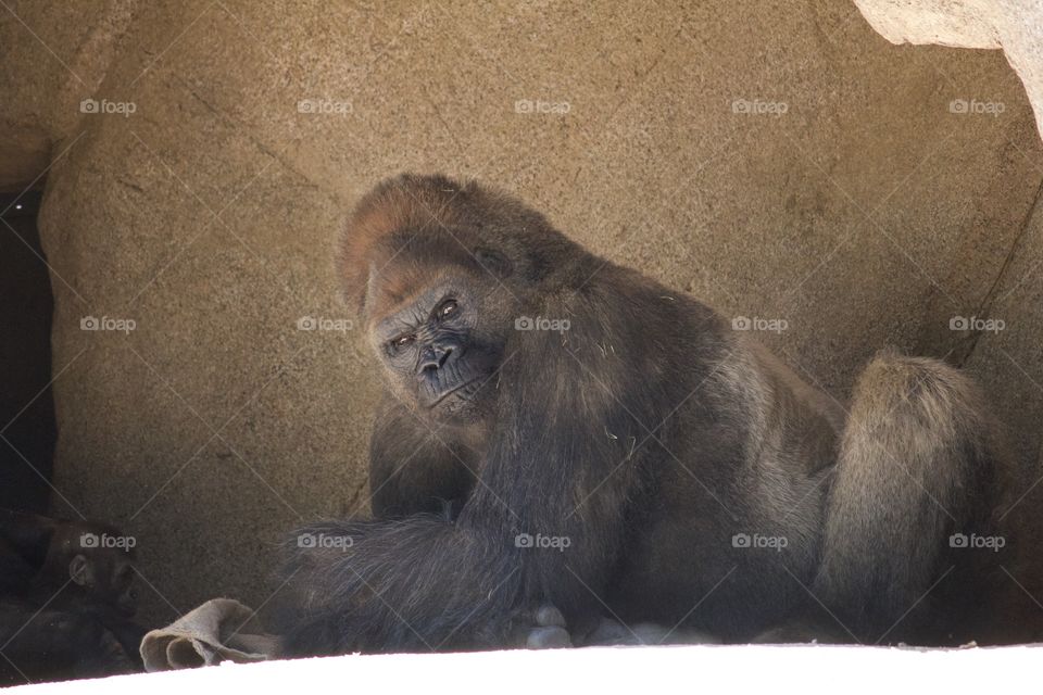 Gorilla 