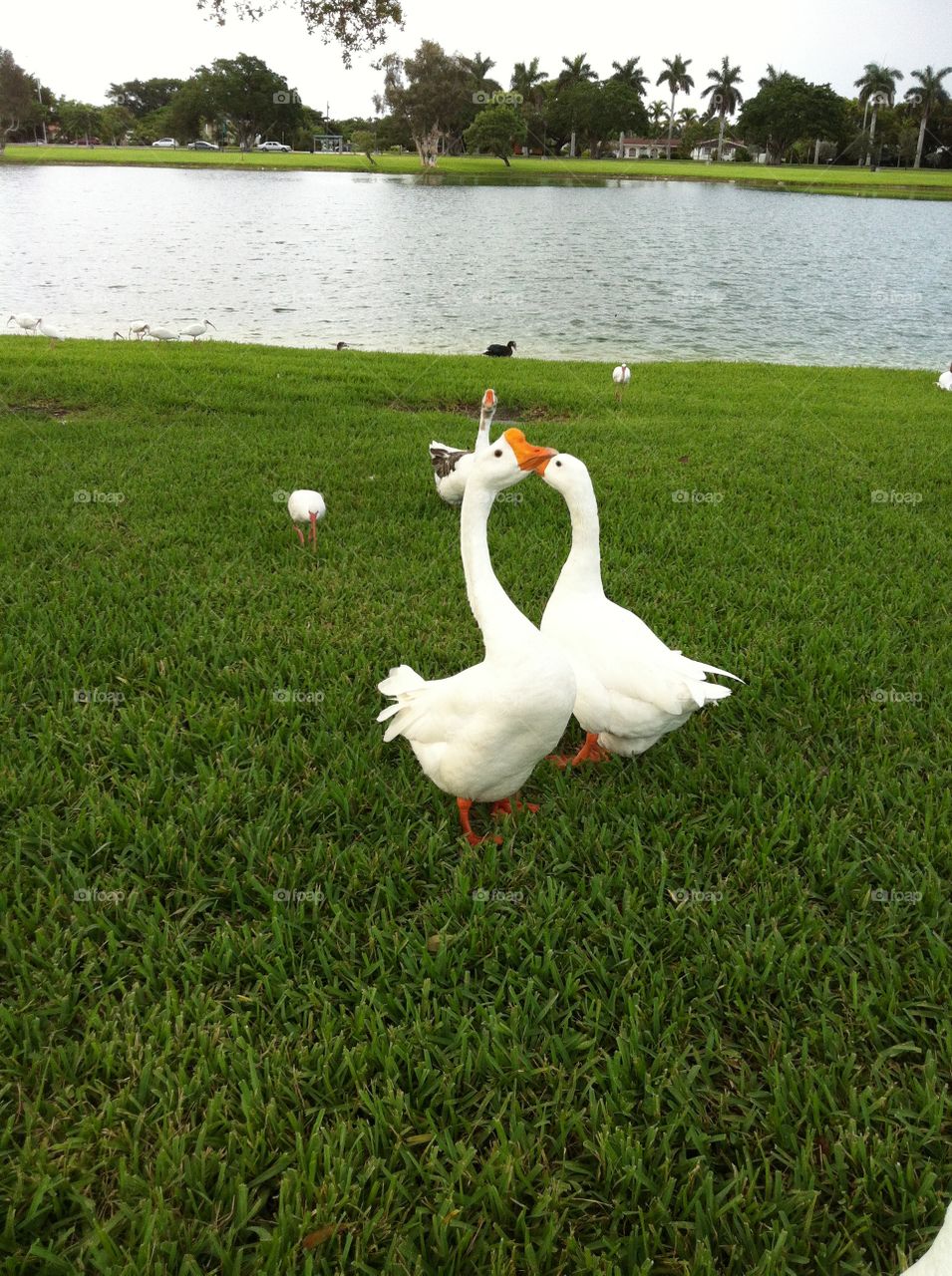LOVE SWANS. Swans