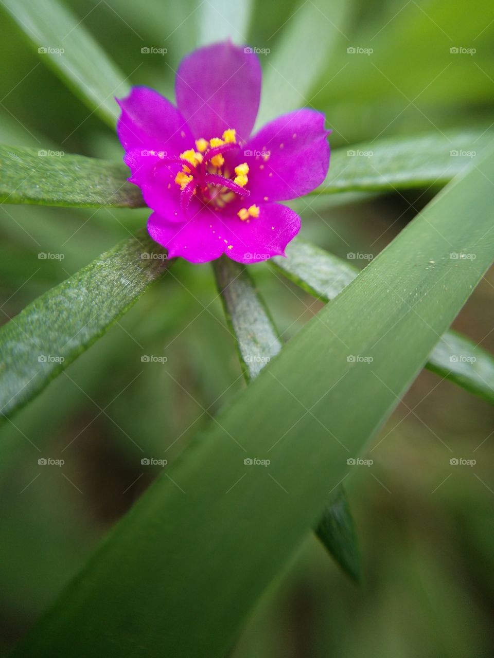 flower in wilderness