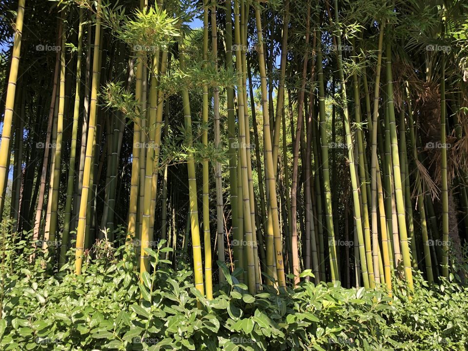 Tall bamboo trees growing ng in a Croatian park