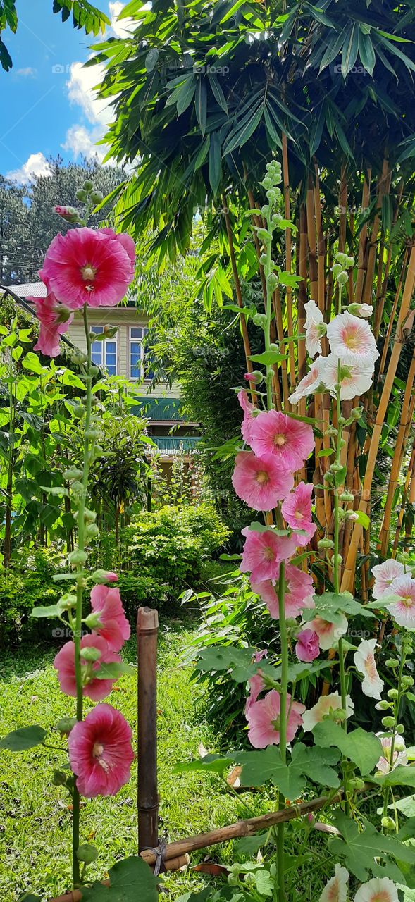 garden flower