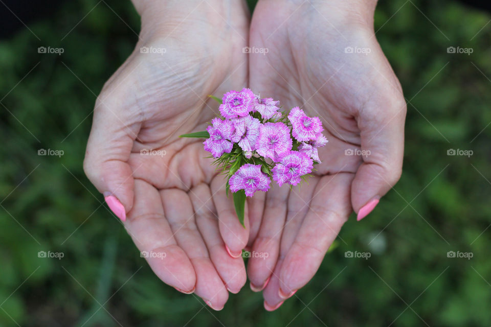 Pink flower safety in hands