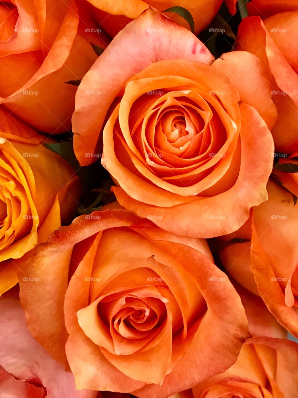 Apricot Roses 🌹