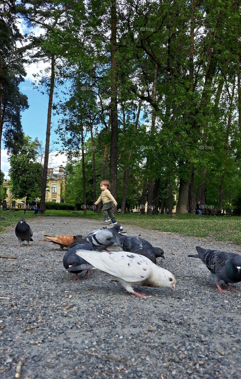 birds in the park