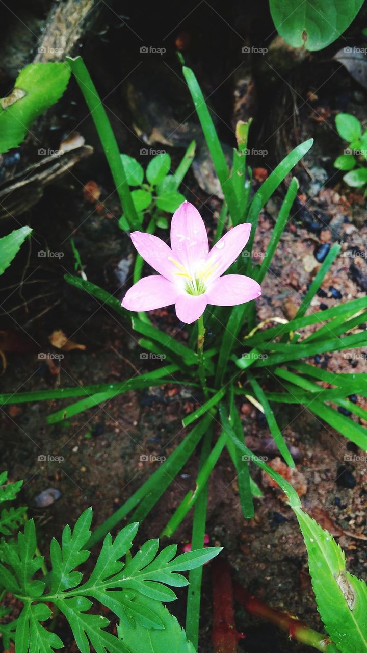 syamf41@gmail.com paypal