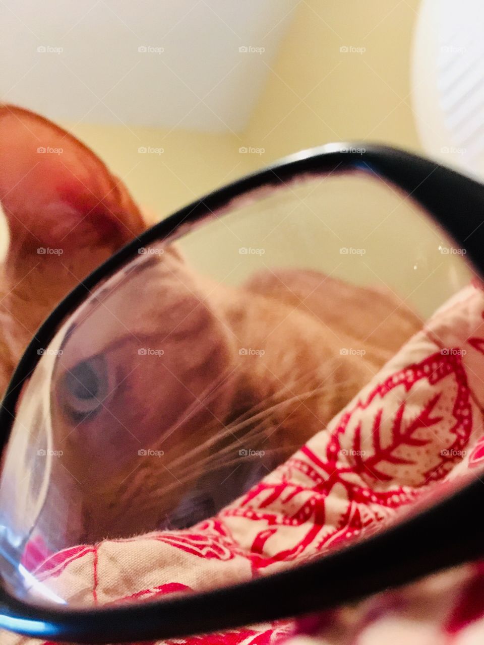 Ginger kitty through black glasses 👓