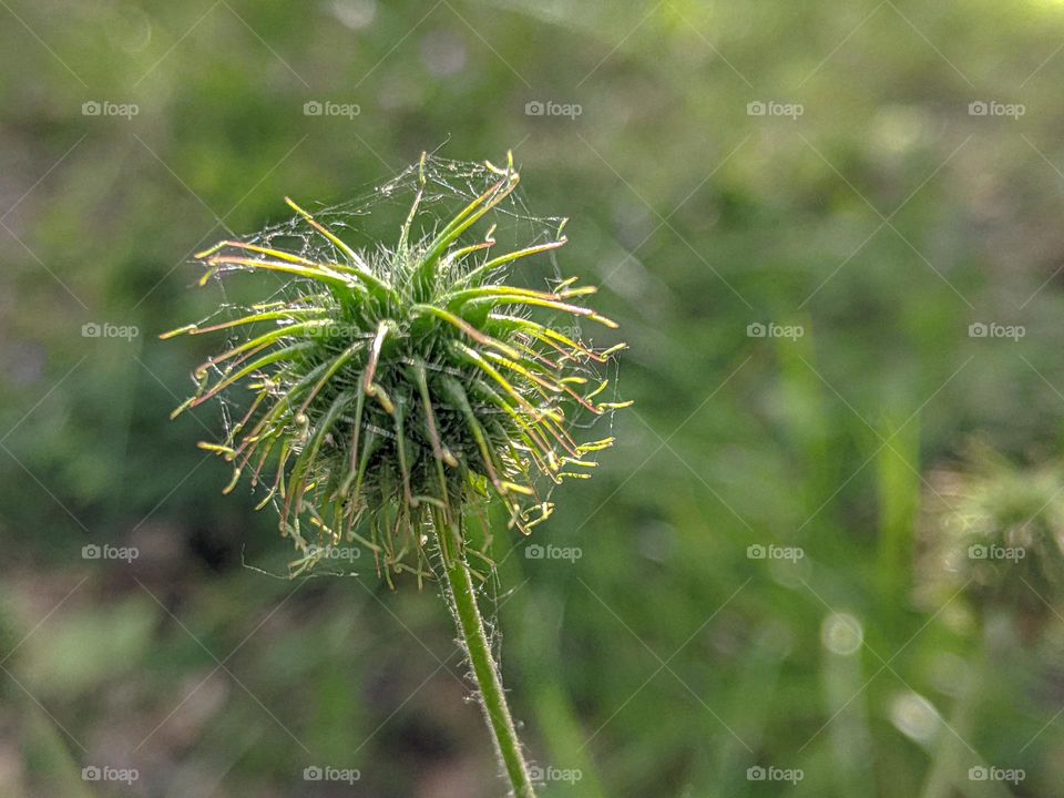 naked wildflower close up
