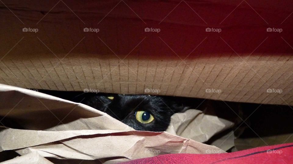 Hidden cat in Paket