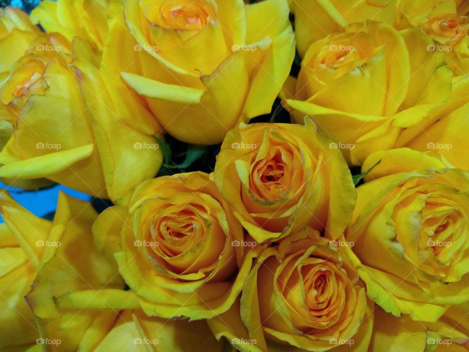 A bouquet full of yellow roses