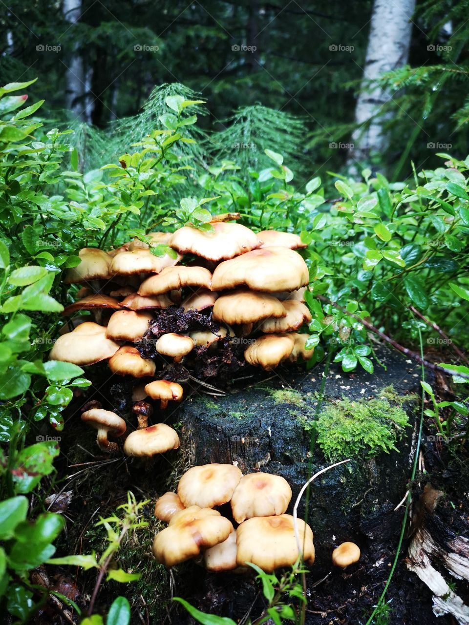 Mushrooms in the woods1