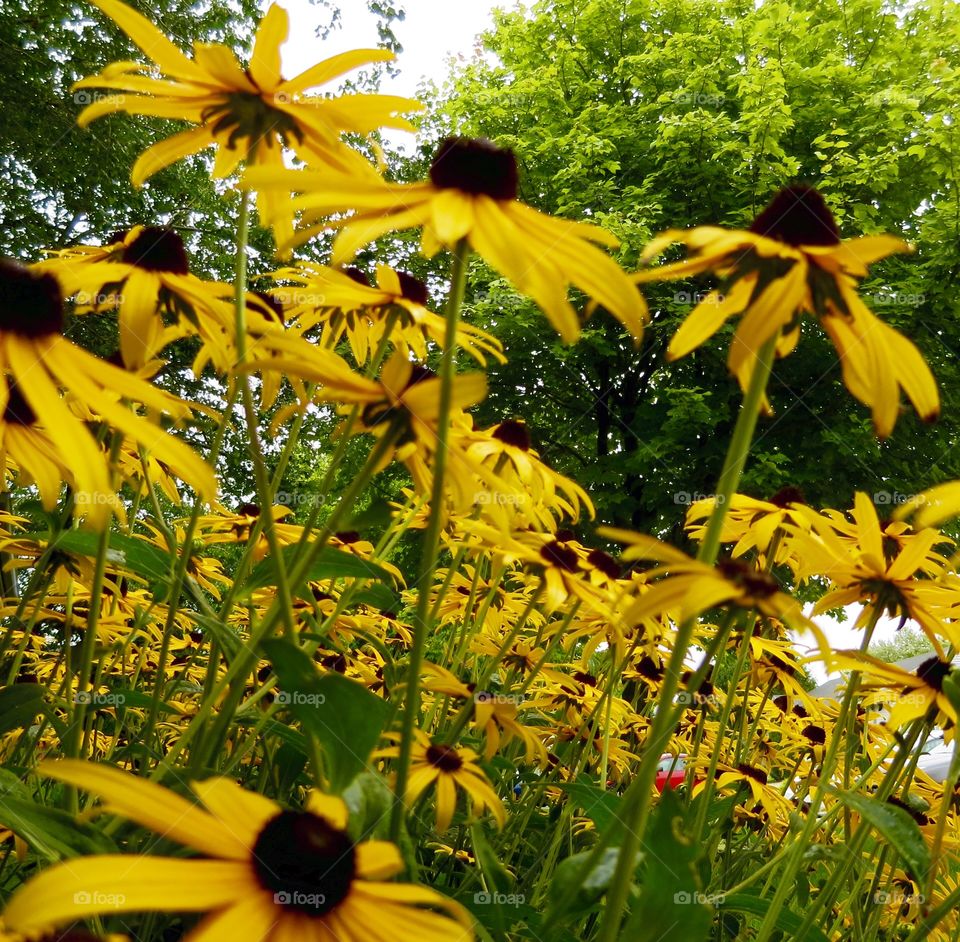 Blackeyedsusans 