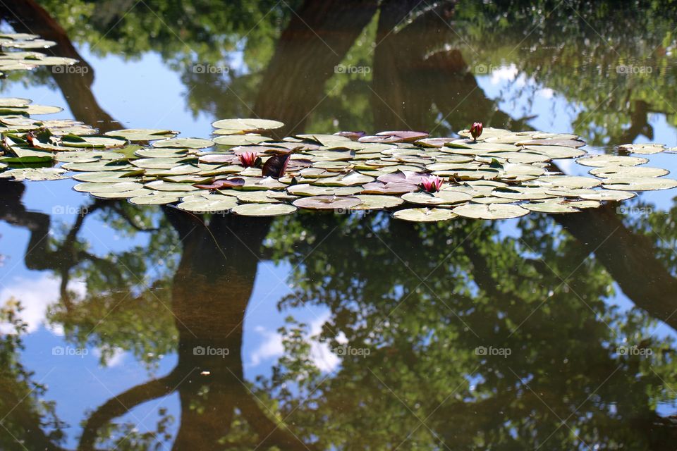 Lily Pads in  a Reflection 